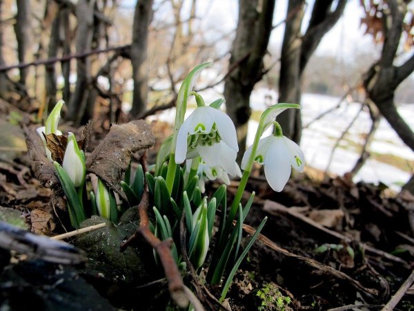 Первоцветы крокусы