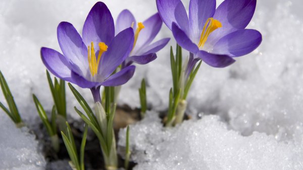 Мускари Лазурный альбум