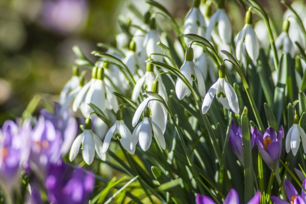 Первоцветы Кисловодска