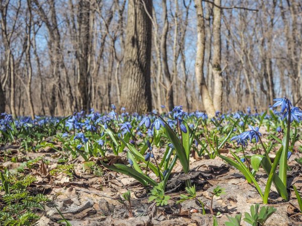 Пролески, подснежники, крокусы