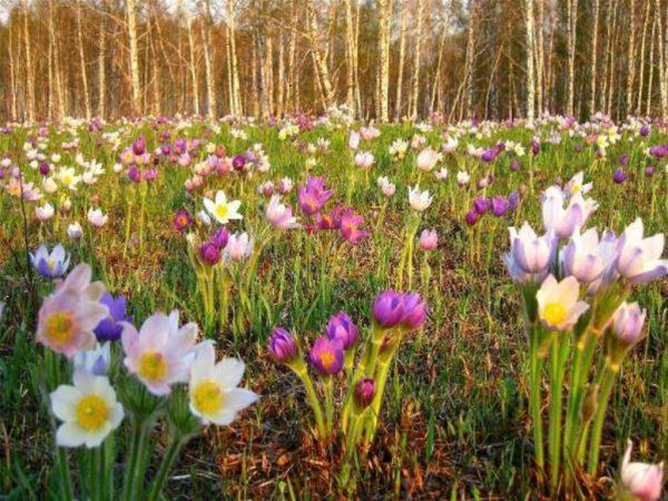 Ранние весенние цветы