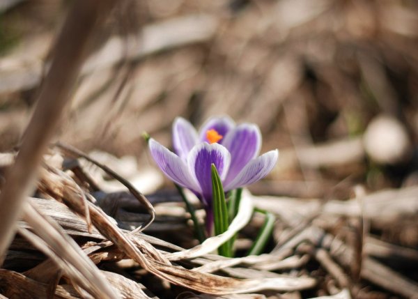 Первоцвет сиреневый Крокус