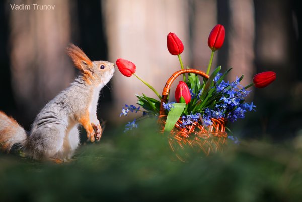 Белка с цветами