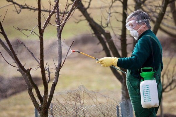 Опрыскивание деревьев