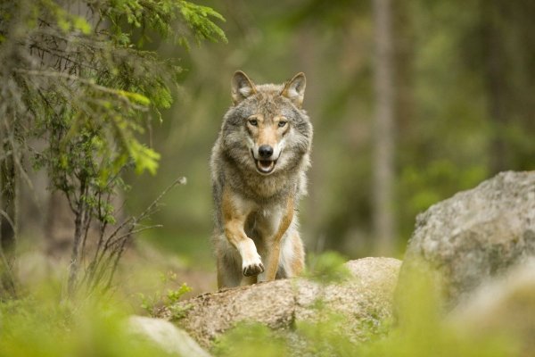 Canis Lupus mitochondrion волк серый