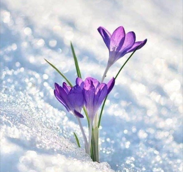 Отличного дня весеннего настроения