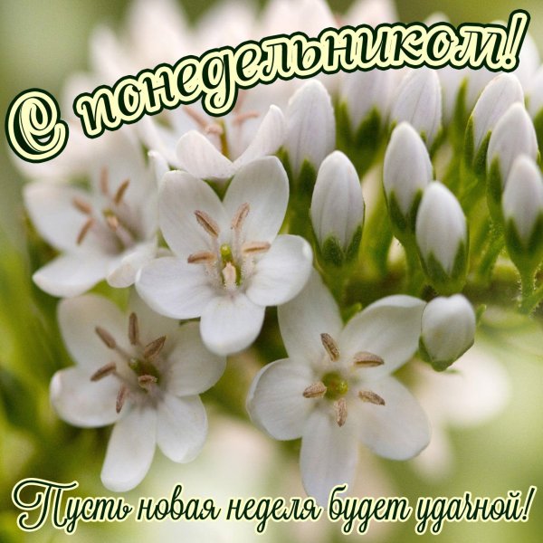 Открытки с добрым утром понедельника