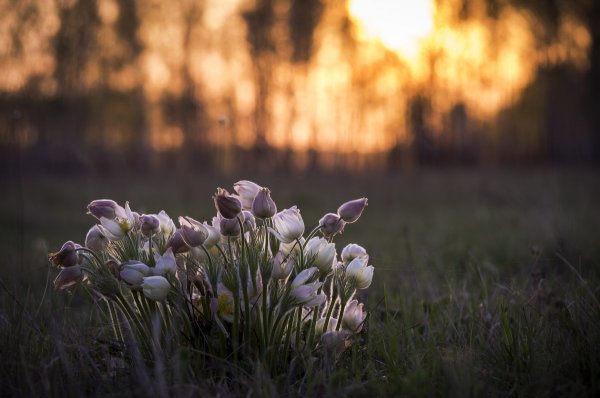 Весенний вечер в лесу