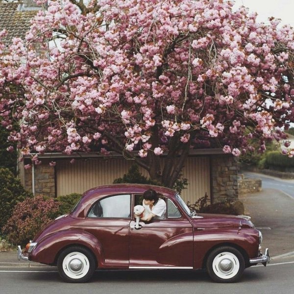 Цветник из старого автомобиля