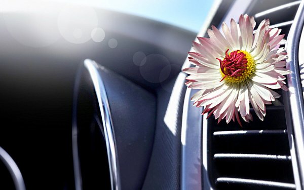 BMW f82 машина в лесу