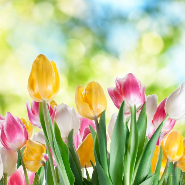 Прекрасного весеннего дня