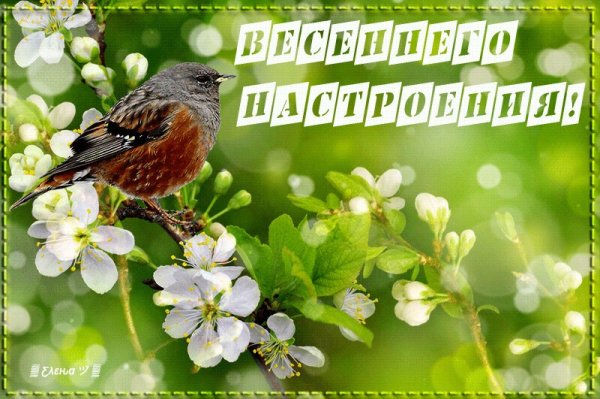Весенние пожелания