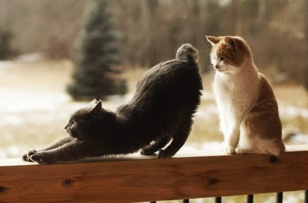 Мартовские коты