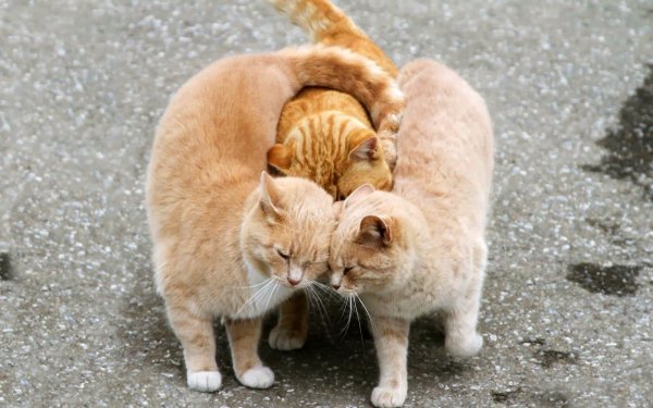 Весна нежность