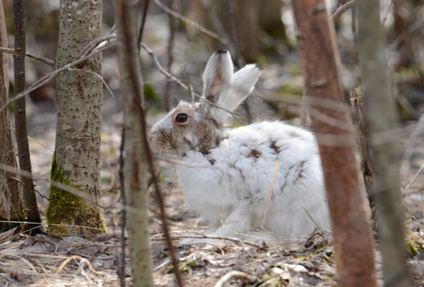 Заяц Беляк осенью