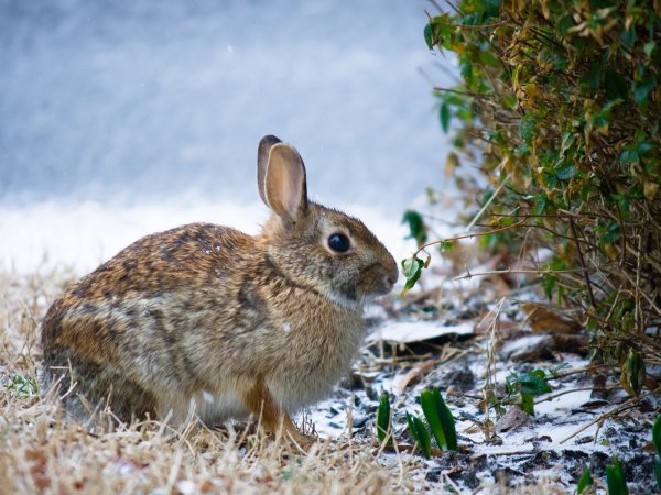 Заяц Русак зимой