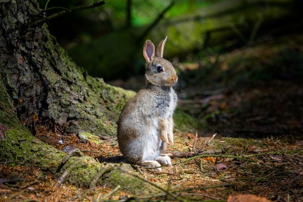 Зайчик Лесной