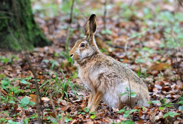 Заяц Беляк Лосиный остров