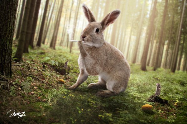 Заяц Лесной