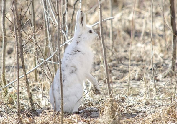 Заяц Беляк линяет