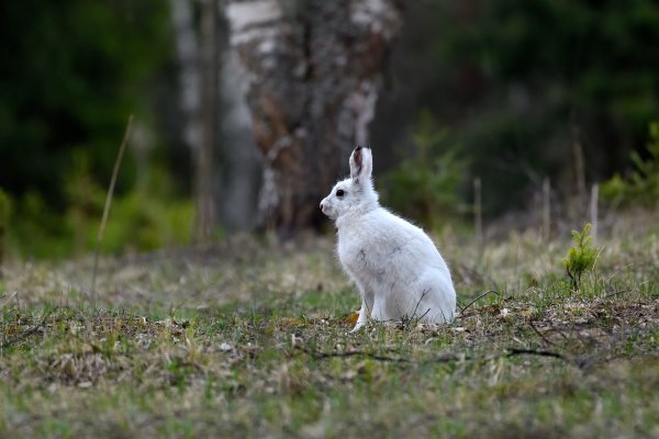 Заяц Беляк в тайге