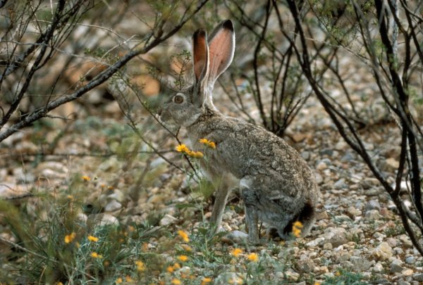 Заяц Русак и кролик