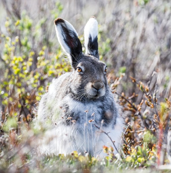 Заяц Беляк в тайге