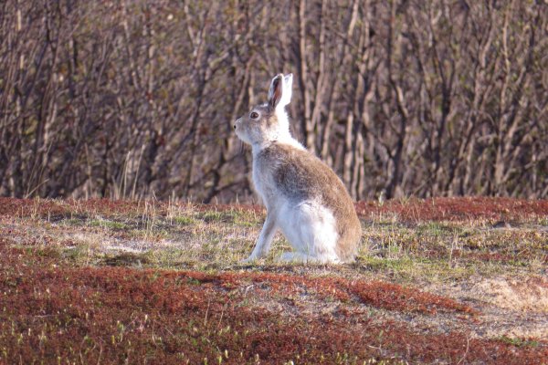 Заяц Беляк осенью