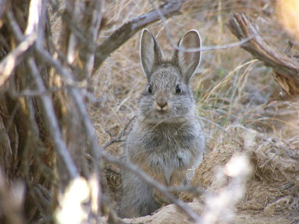 Айдахский кролик, кролик-Пигмей