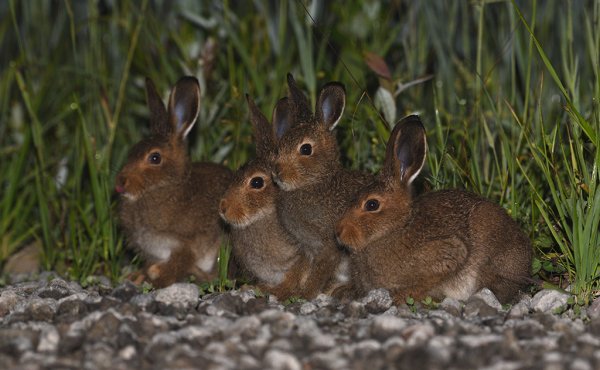 Заяц Русак Детеныши