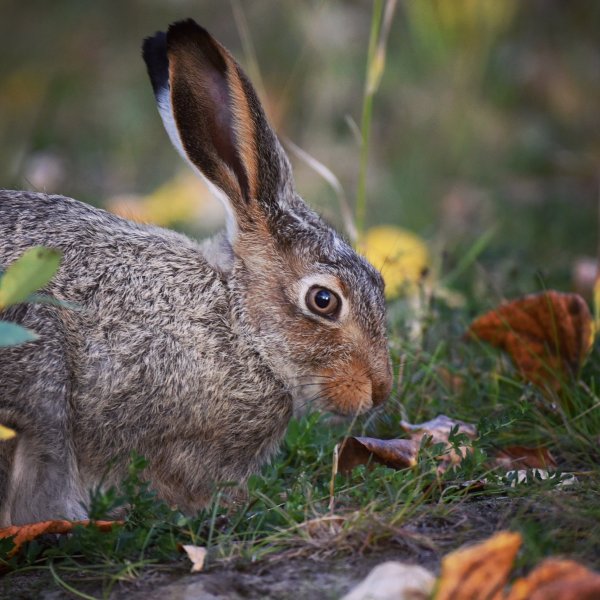 Толай Беляк Русак