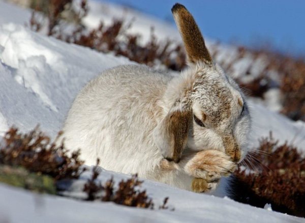 Заяц Русак зимой зимой