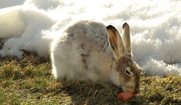 Заяц линяет