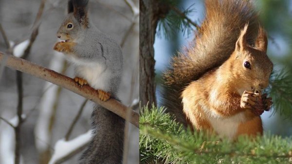 Белка зимой и весной