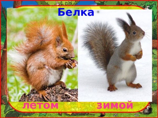 Белка летом и зимой для детей
