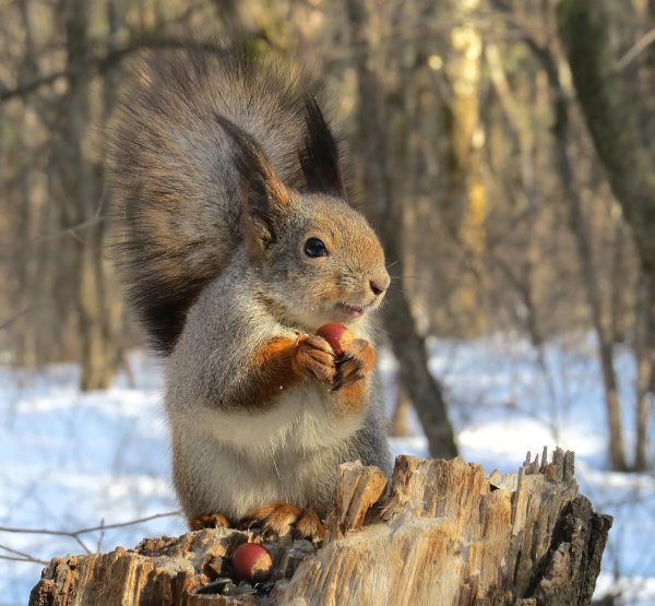 Белка осенью и зимой