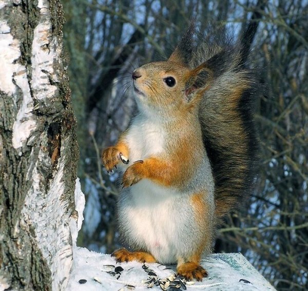 Звери зимой в лесу