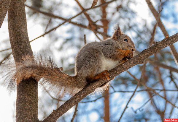 Белка весной