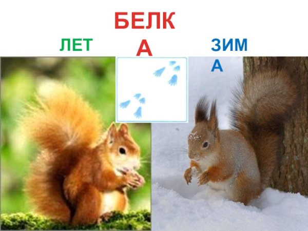 Белка летом и зимой для детей