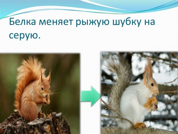 Две белочки