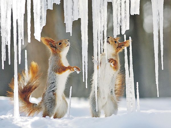 Белка зимой и летом