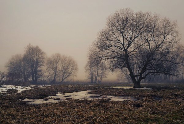 Пасмурный пейзаж