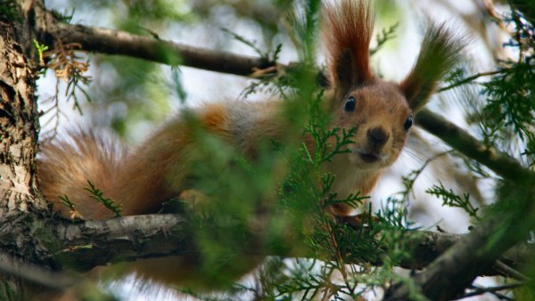 Лес с животными