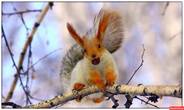 Зайка и белка