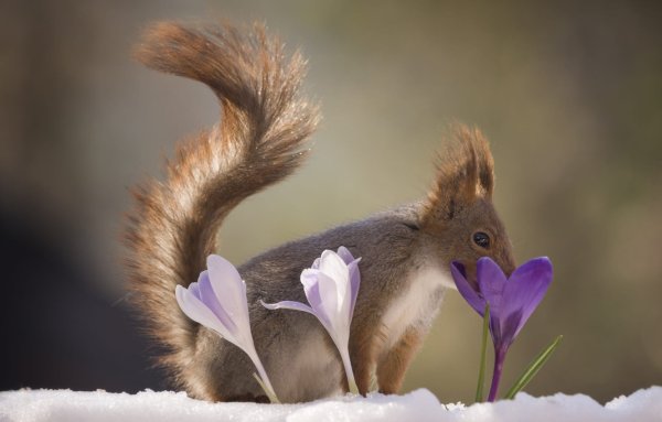 Белка зимой и летом