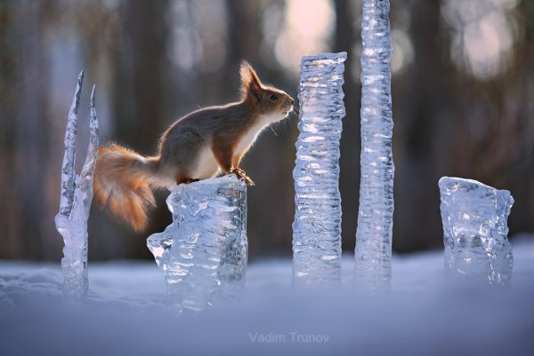 Животные весной