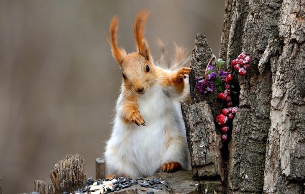 Животные зимой