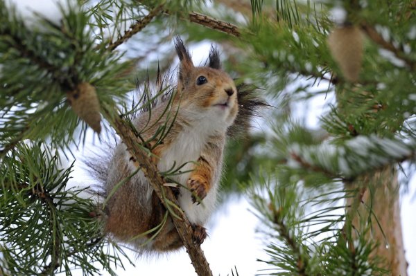 Белка в снегу