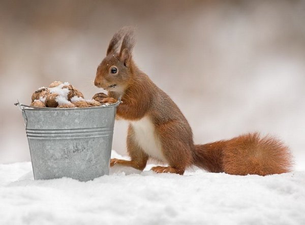 Заяц и белка летом