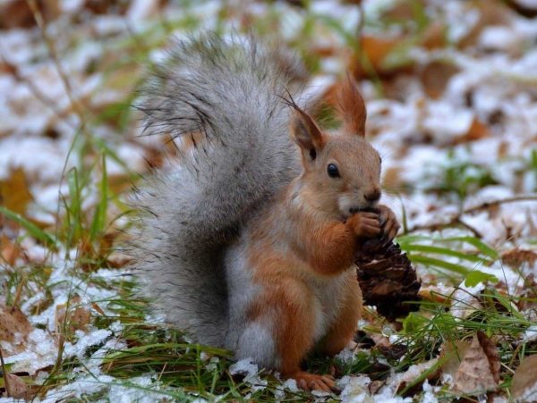 Маньчжурская белка